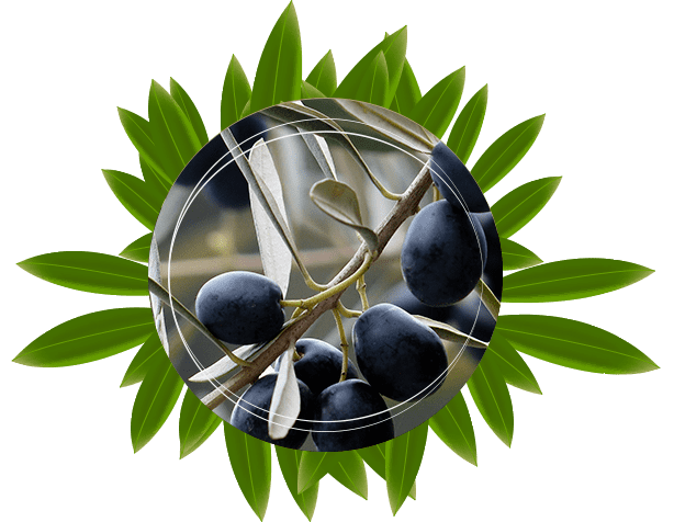 Exportation d’olives en Bretagne